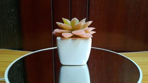 Mini salmon artificial cactus white ceramic pot Stock Footage 341241405