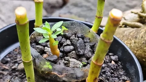 Mini Sancang Bonsai Growth Process Young Premna Microphylla Cuttings 스톡 동영상 333180806