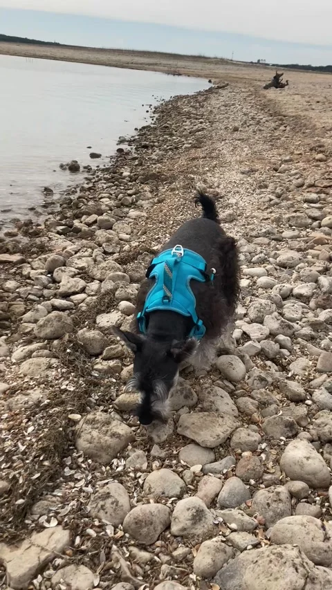 Mini Schnauzer at the beach 스톡 동영상 235057884