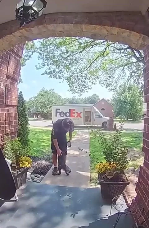 Mini Schnauzer Gives the FedEx Guy a Hug, Edmond, Oklahoma, USA - 10 Sep 2024 Stock Footage 284123299