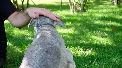 Mini schnauzer playing at the park Stock Footage 77654649