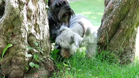 Mini schnauzer playing at the park Stock Footage 77654654