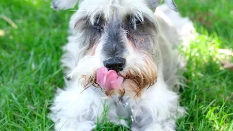 Mini schnauzer playing at the park Stock Footage 77654661
