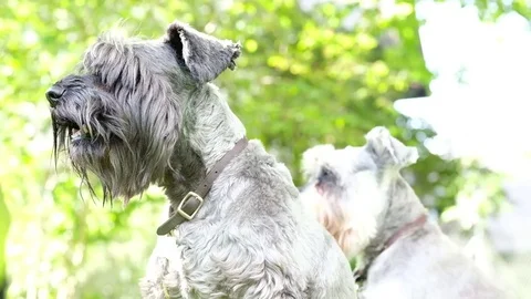 Mini schnauzer playing at the park Stock Footage 77654670