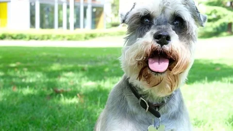 Mini schnauzer sitting in the park, close up Stock Footage 77654656