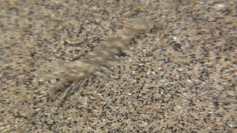 Mini shrimp Video stock 104045887