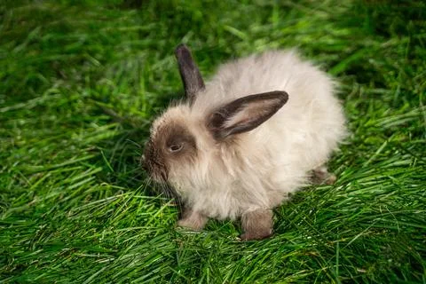 Mini sized dwarf fold ram beige rabbit sit on green grass on a sunny day Stock Photos
