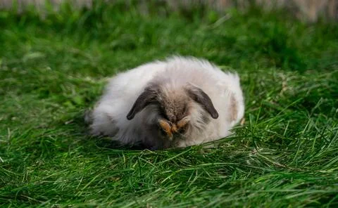 Mini sized dwarf fold ram rabbit sit on green grass on a sunny day Stock Photos