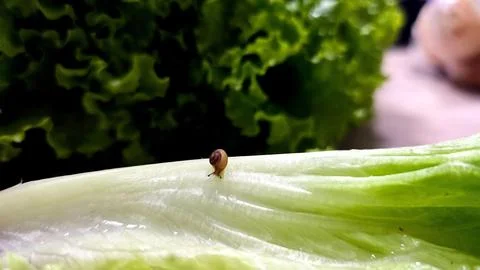 Mini snail on a lettuce leaf Stock Photos