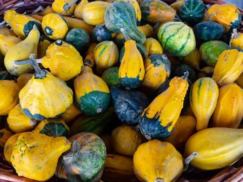 Mini Squash and Pumpkins of various shape and color Stock Photos
