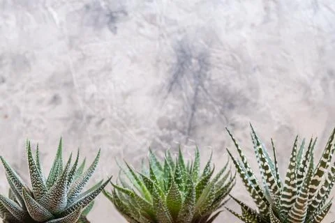Mini succulent garden background Stock Photos