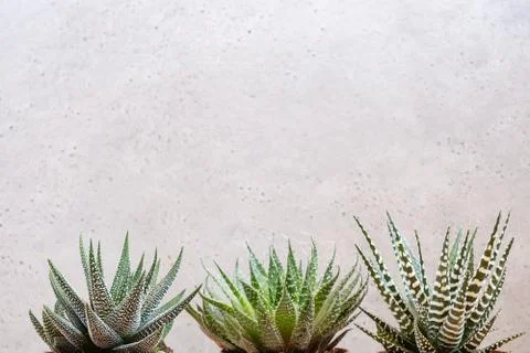 Mini succulent garden background Stock Photos