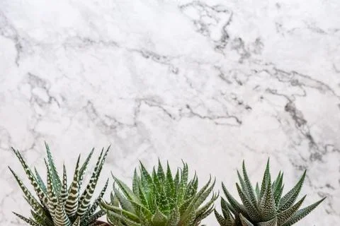 Mini succulent garden background Stock Photos