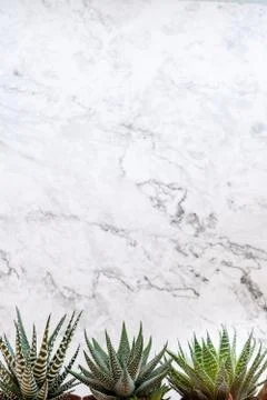 Mini succulent garden background Fotos Stock