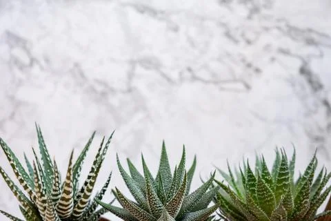 Mini succulent garden background Fotos Stock