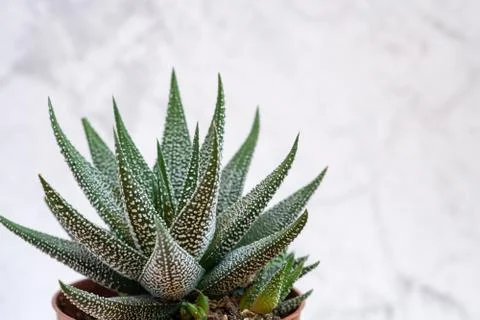 Mini succulent garden background Stock Photos
