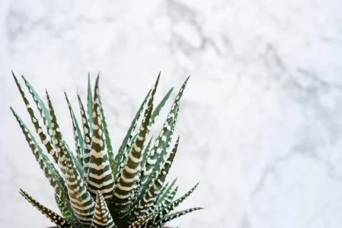 Mini succulent garden background Stock Photos