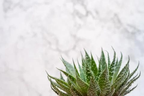 Mini succulent garden background Stock Photos