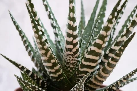 Mini succulent garden background Stock Photos