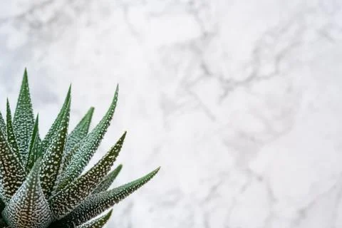 Mini succulent garden background Stock Photos