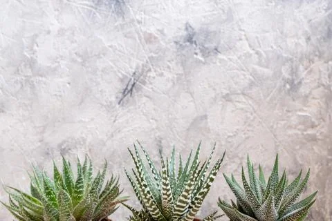 Mini succulent garden background Stock Photos