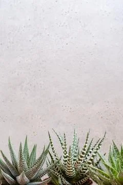 Mini succulent garden background Stock-Fotos