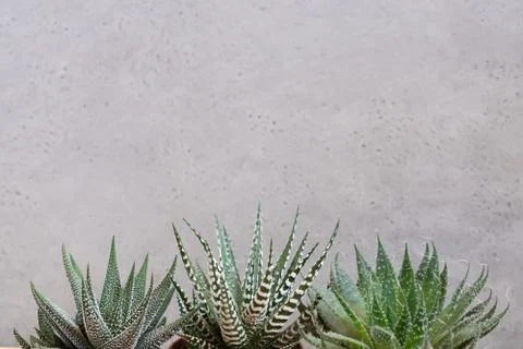 Mini succulent garden background Stock Photos