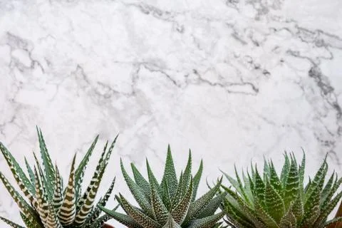 Mini succulent garden background Stock Photos