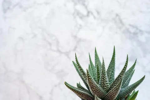 Mini succulent garden background Stock Photos
