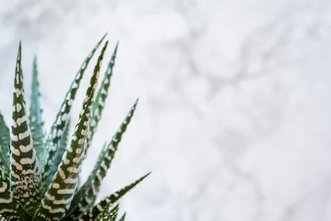 Mini succulent garden background Stock Photos