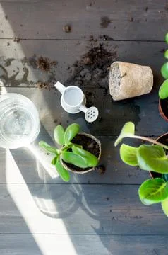 Mini succulent in a peat pot house plants after transplanting Stockfoto's