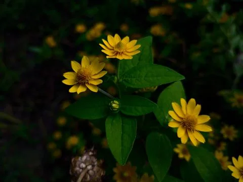Mini sun flower Stockfoto's