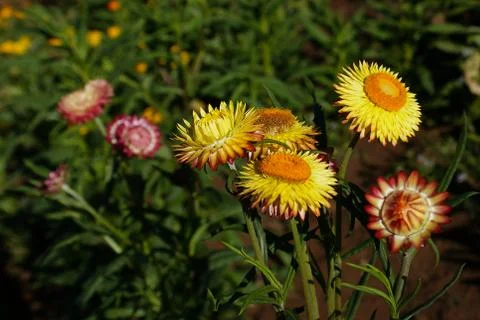 Mini sunflower Stock Photos
