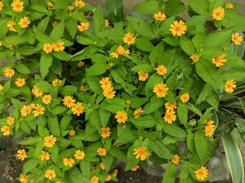 Mini Sunflowers Stock Photos