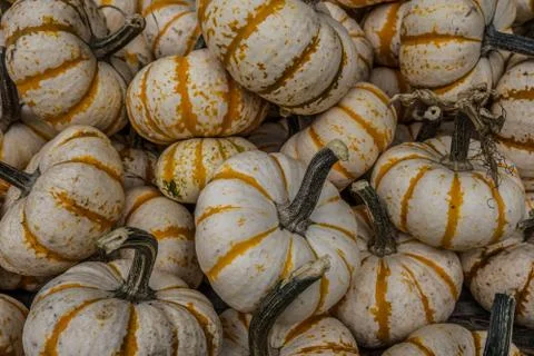 Mini tiger stripe pumpkins Stock Photos