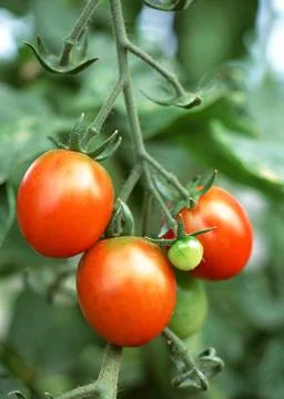 Mini-tomato Stock Photos