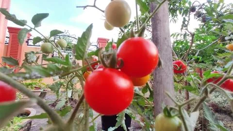 Mini Tomatoes Stock Photos