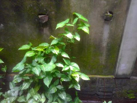 Mini Tree Stock Photos