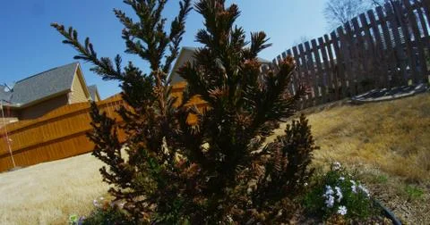 Mini Tree Shrub Stock Photos