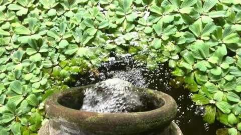 Mini waterfall and water lettuce in the pond Stock Footage 204730583