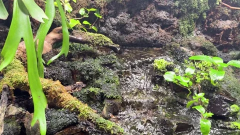 Mini Waterfall Flowing Through Lush Tropical Rainforest Understory Stock Footage 324028711