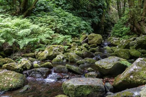 Mini waterfall in Madeira Stock Photos