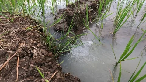 Mini Waterfall in Muddy Rice Field Channel – Rural Scene in Cloudy Weather Stock Footage 320891956