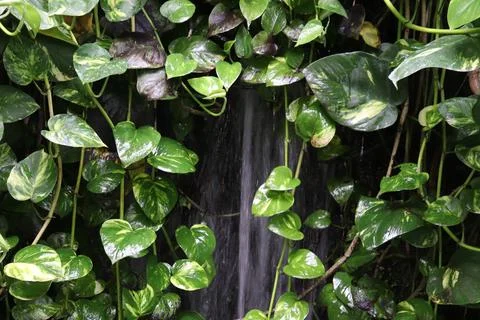 A Mini Waterfall on the Wall Covered with Global Green Pothos Leaves Stock Photos
