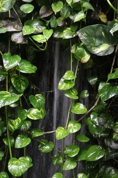 A Mini Waterfall on the Wall Covered with Global Green Pothos Leaves Stock Photos