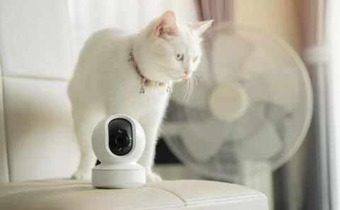 Mini white CCTV camera setting in the livingroom with white cat. Selective .. Stock Photos