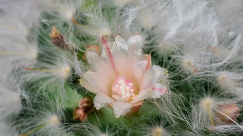 Mini White Colorful Flower Timelapse of Blooming Cactus Opening Stock Footage 127288955