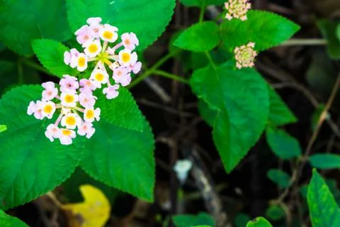 Mini white flower close up Foto stock