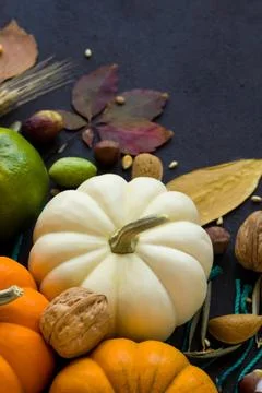 Mini white pumpkin on dark surface Stock Photos
