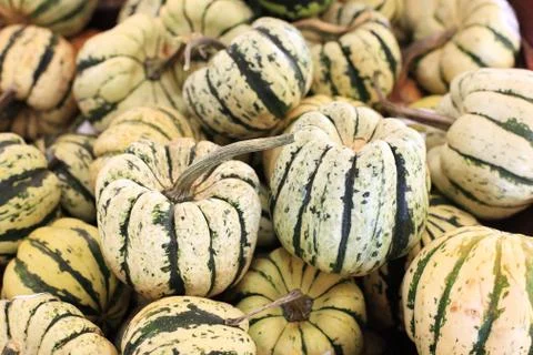 Mini white pumpkins selling Stock Photos